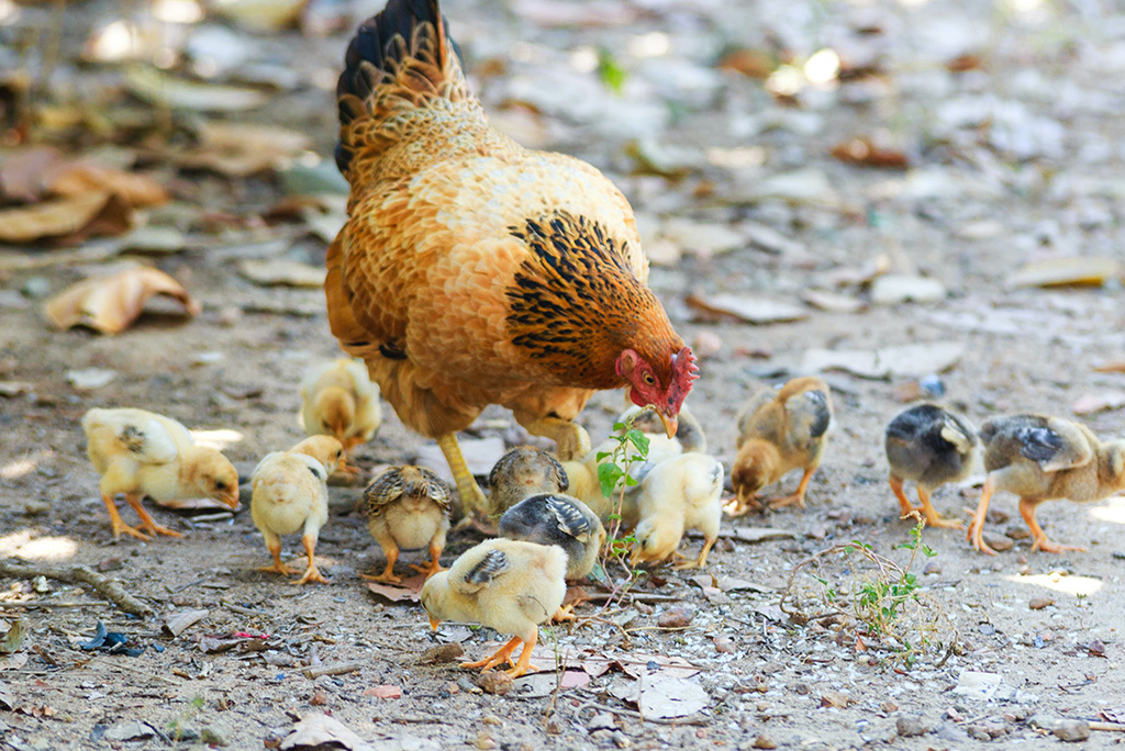 Pourquoi ma poule perd t-elle ses plumes ? - Les Animaux Du Futur