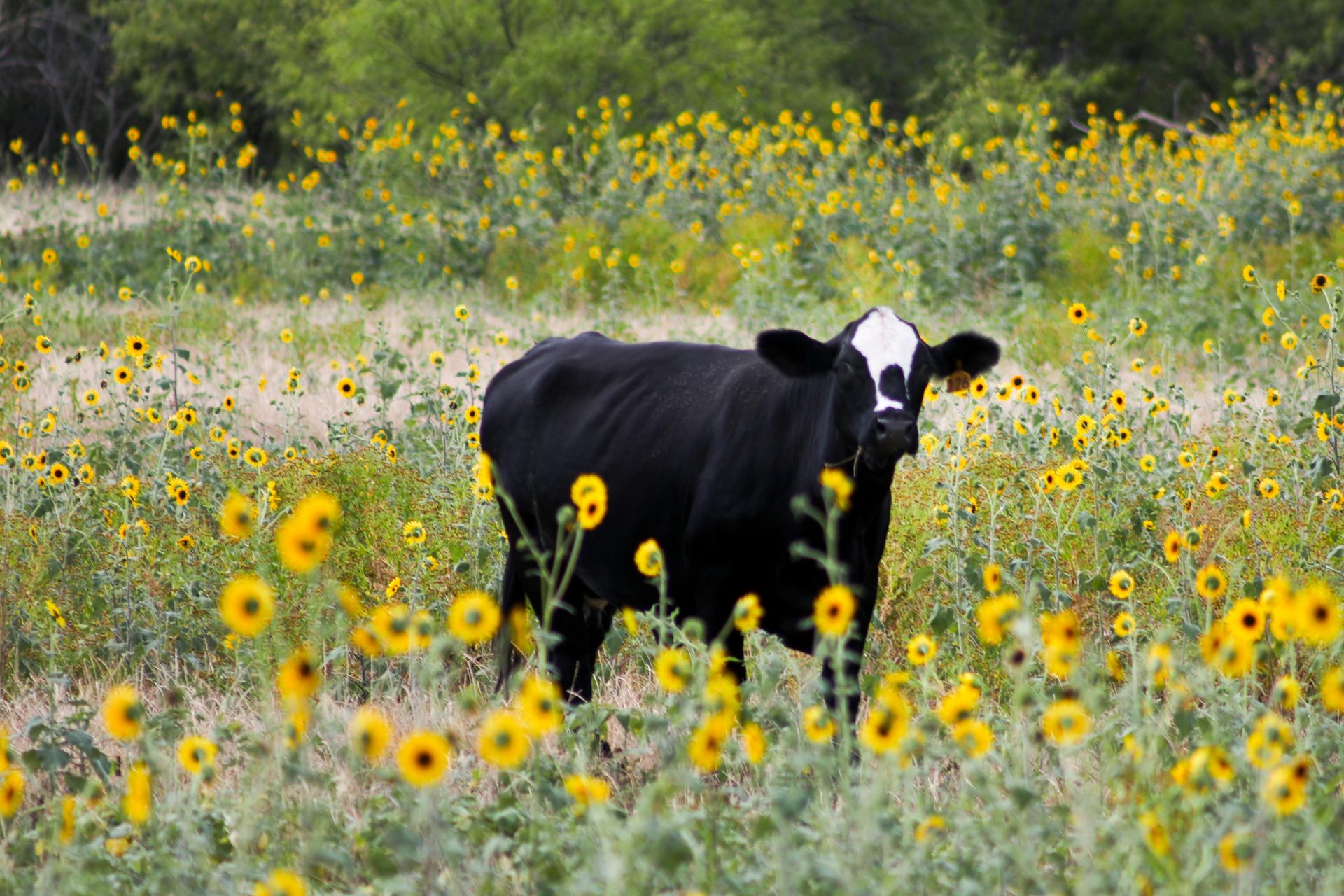 Combien de litres de lait une vache produit tous les jours ?- Les