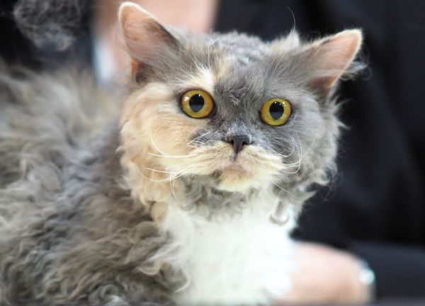 Image d'un chat mouton