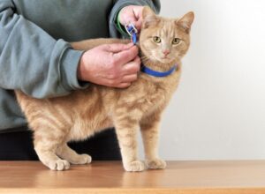 empêcher mon animal de contracter le ténia