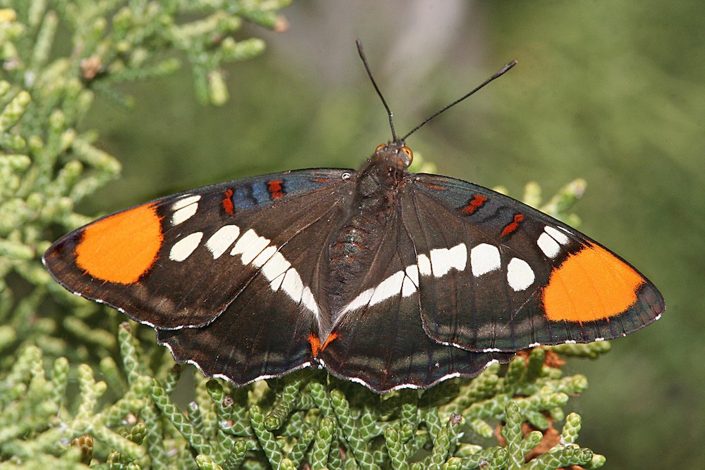 Arizona Sister (Adelpha eulalia)