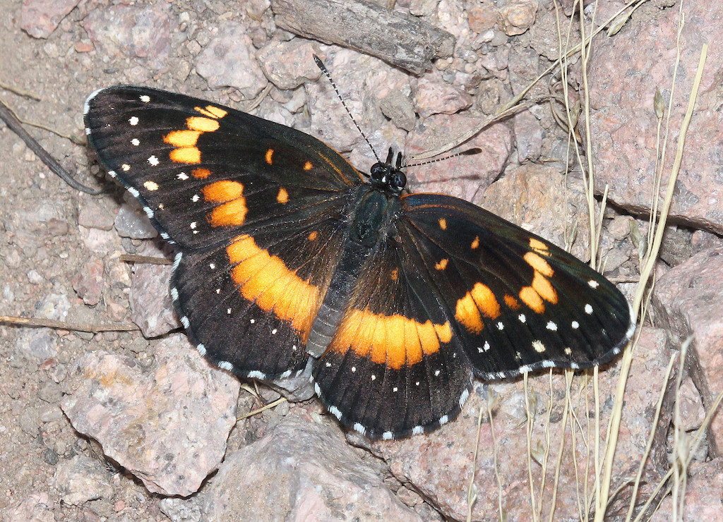 Bordered Patch (Chlosyne lacinia)