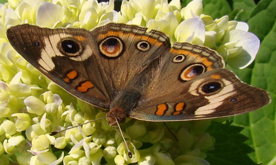 Common Buckeye (Junonia coenia)