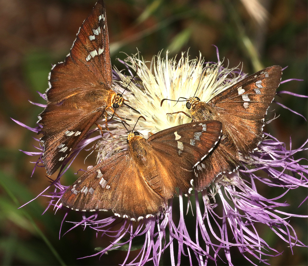Dull Firetip (Pyrrhopyge araxes)