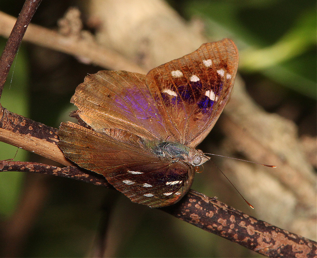 Florida Purplewing (Eunica tatila)
