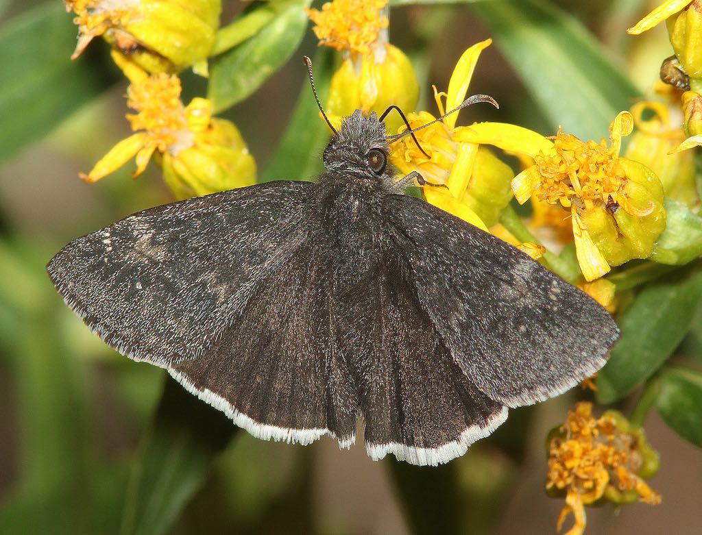 Funereal Duskywing (Erynnis funeralis)