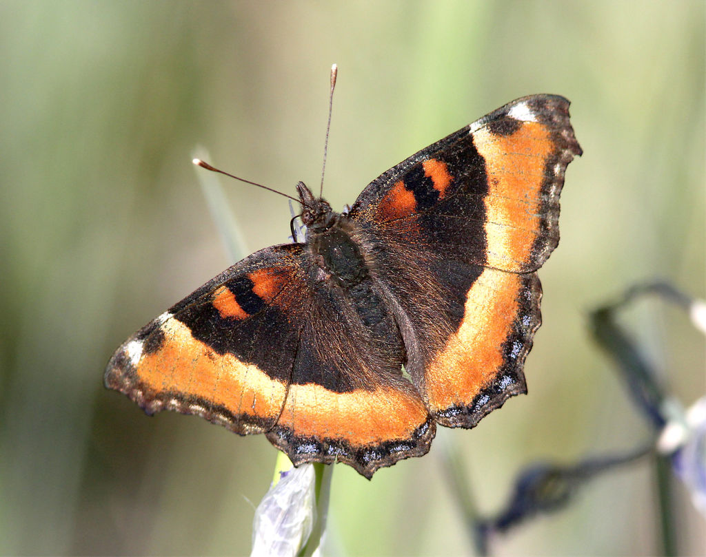 Milbert's Tortoiseshell (Aglais milberti)