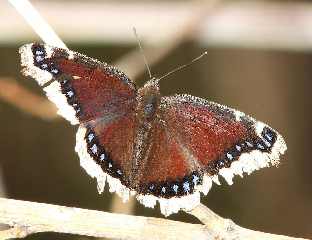 Mourning Cloak (Nymphalis antiopa)