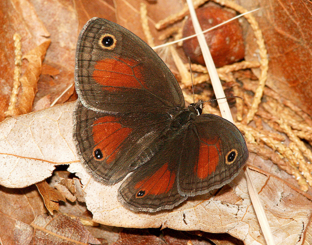 Red Satyr (Megisto rubricata)