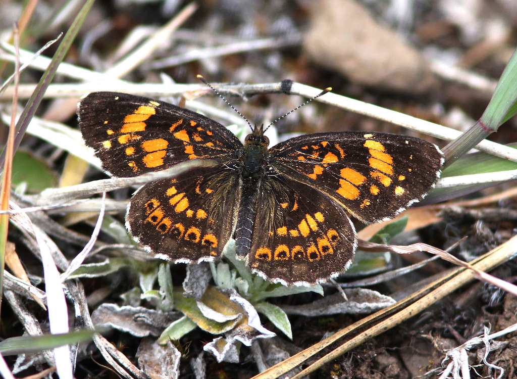 Silvery Checkerspot (Chlosyne nycteis)