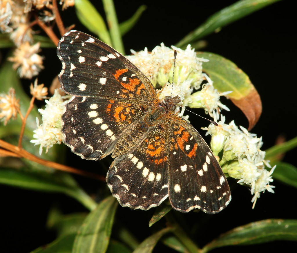 Texas Crescent (Anthanassa texana)