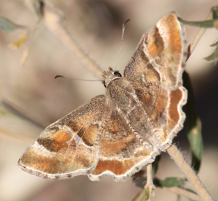 Texas Powdered Skipper (Systasea pulverulenta)
