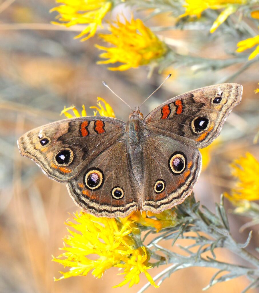 Tropical Buckeye (Junonia genoveva)