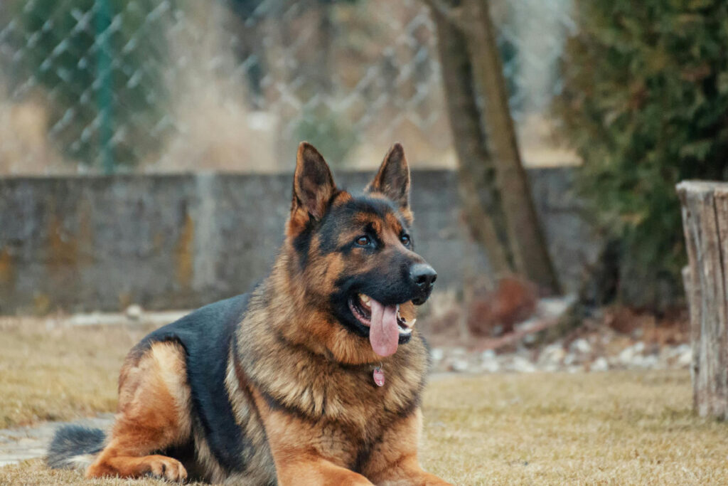 quel est l'age d'un chien en humain