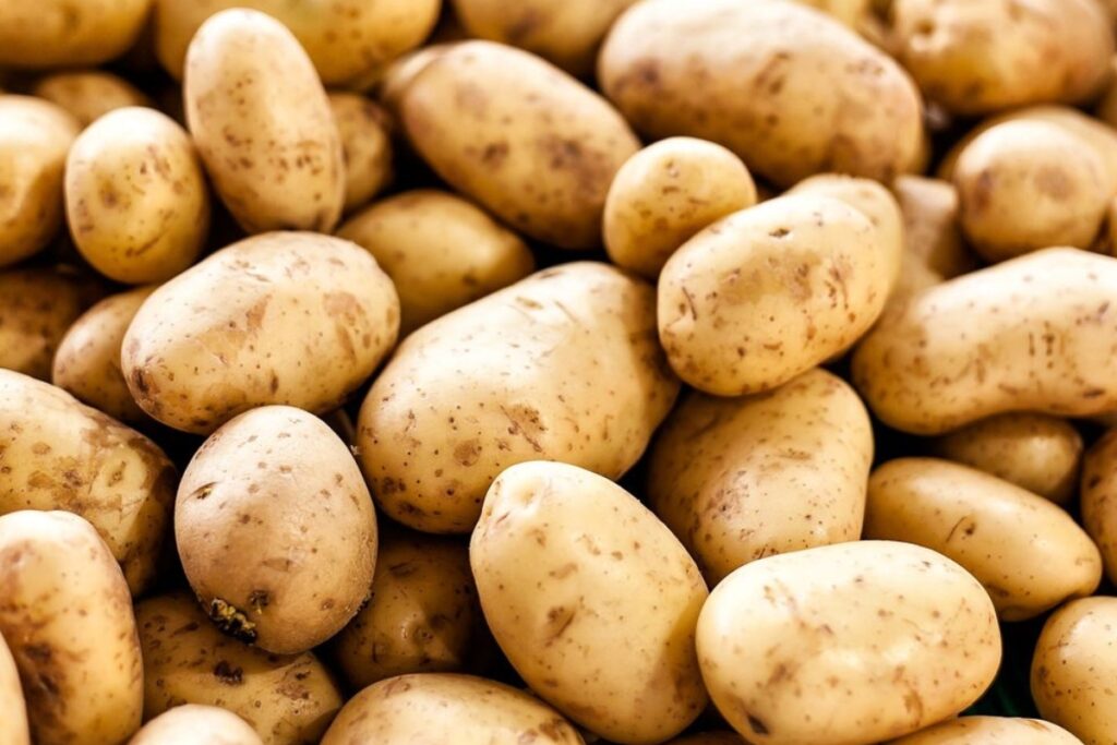 Les risques des pommes de terre pour les chiens