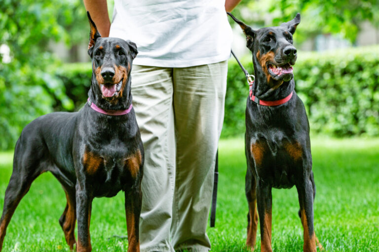 Les oreilles du doberman : apparence, coupe, réglementation