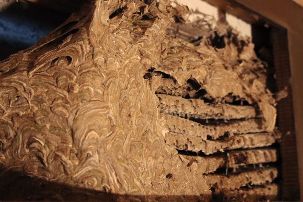 Comment prévenir les problèmes causés par les guêpes germaniques