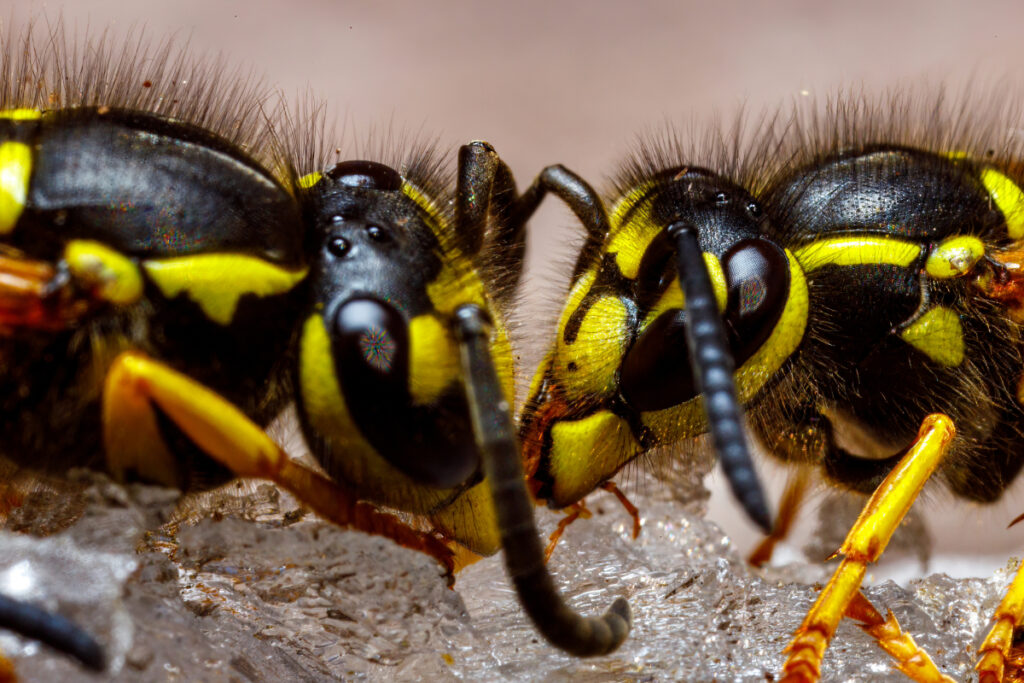 Que mangent les guêpes germaniques et comment interagissent-elles avec leur environnement