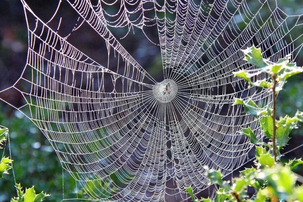 toile et nids d'araignées