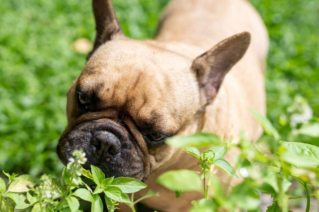 30 aliments dangereux pour les chiens