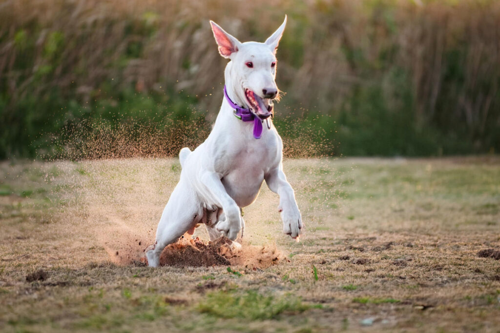 Bien éduquer un doberman albinos