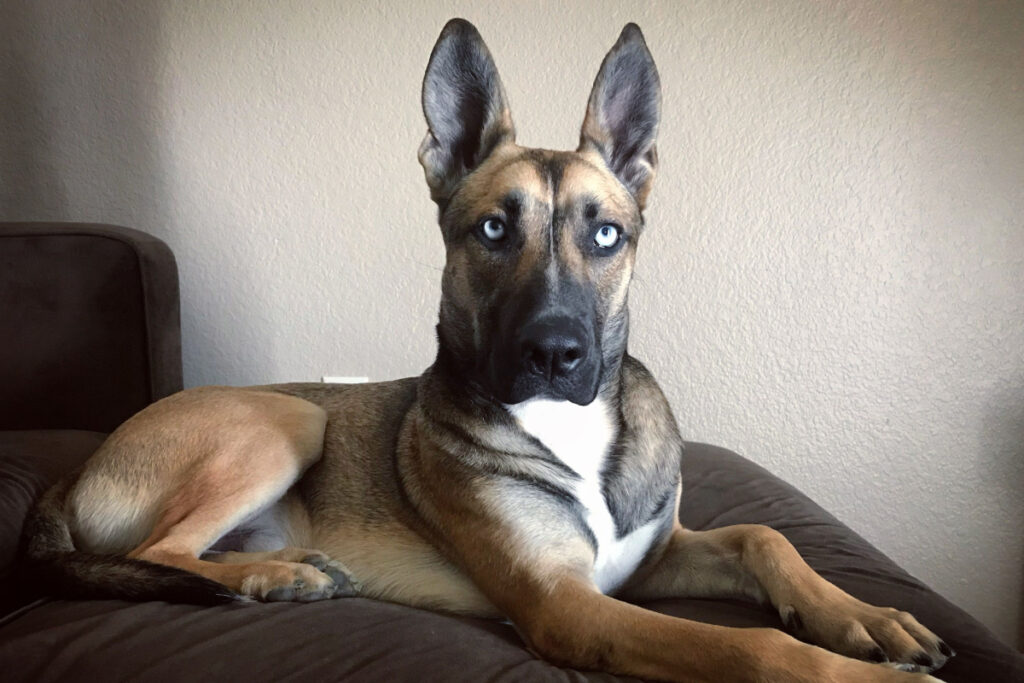 Belusky éduqué et socialisé