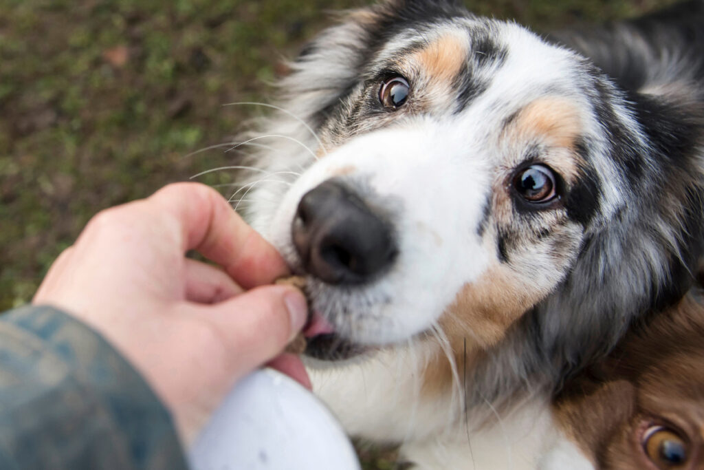Les différents types d’alimentation pour chien