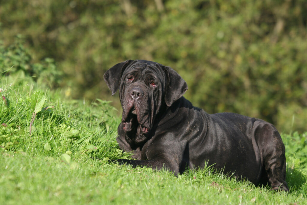Conditions de vie idéales pour un matin de Naples
