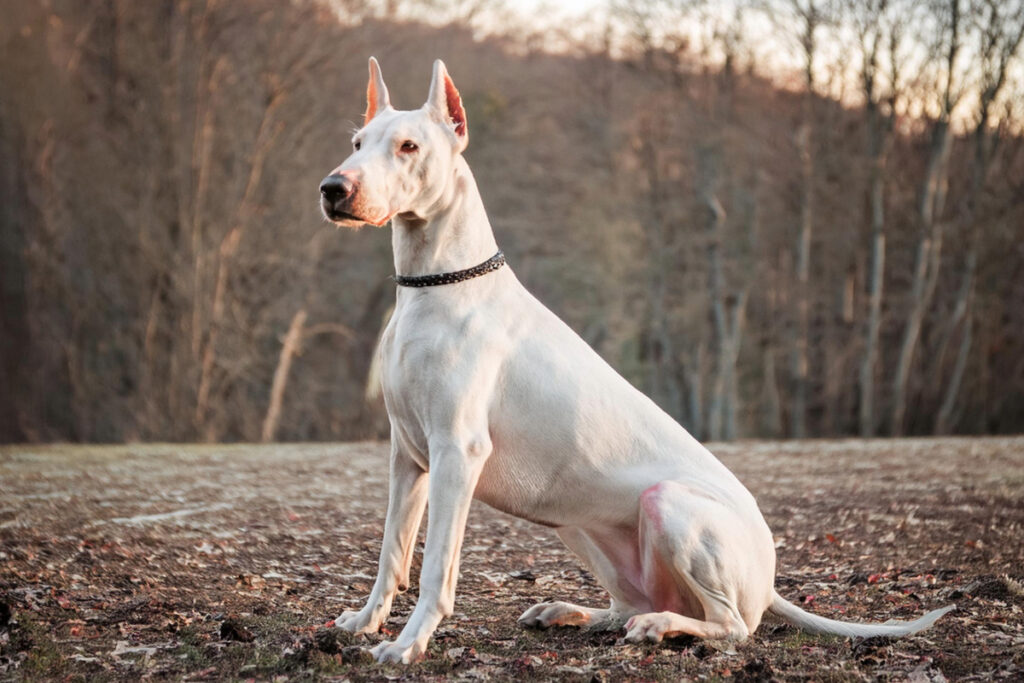 Conseils pour prendre soin d'un doberman albinos