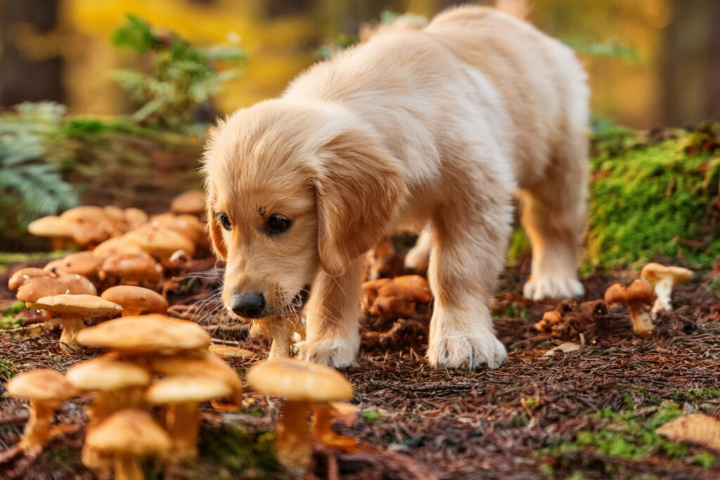 Les champignons sauvages peuvent tuer les chiens