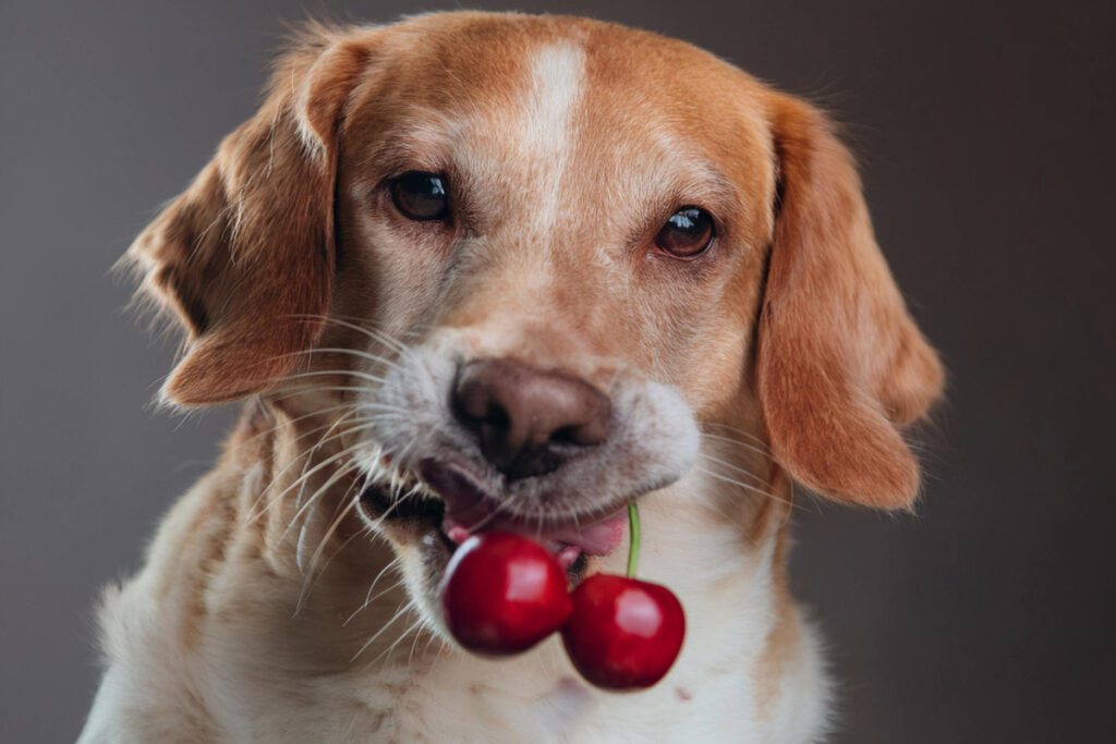Les noyaux de cerises peuvent libérer du cyanure chez les chiens