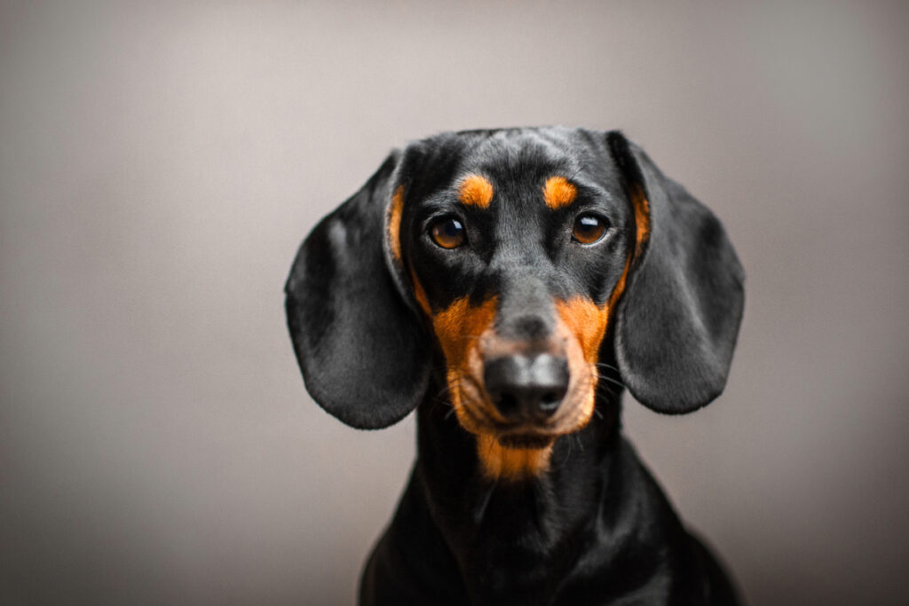 Les teckels supportent mal la solitude
