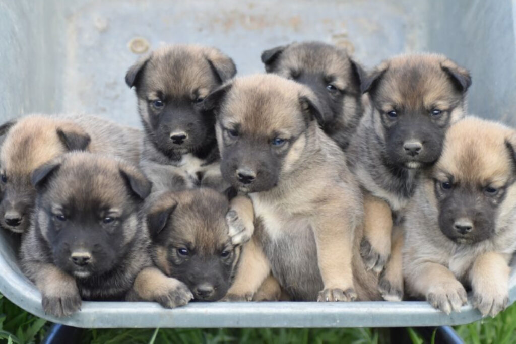 Chiots Beluskys