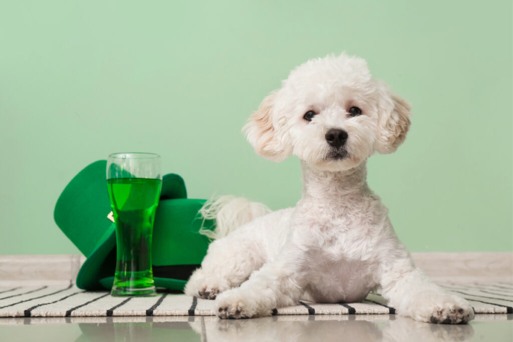 L'alcool est mortel pour les chiens