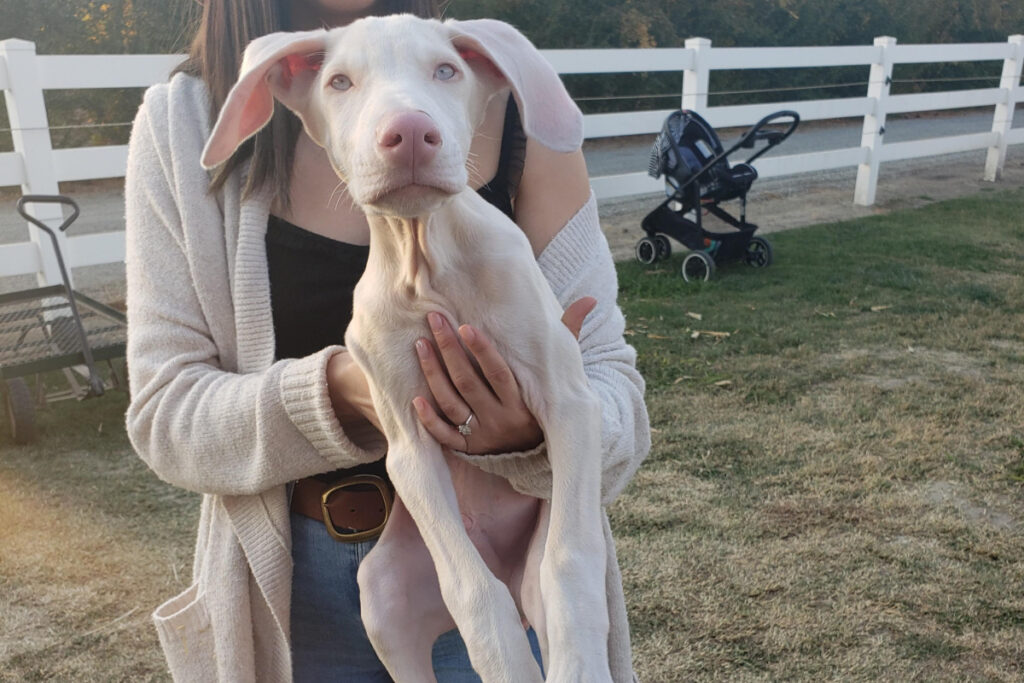 Un chiot doberman albinos