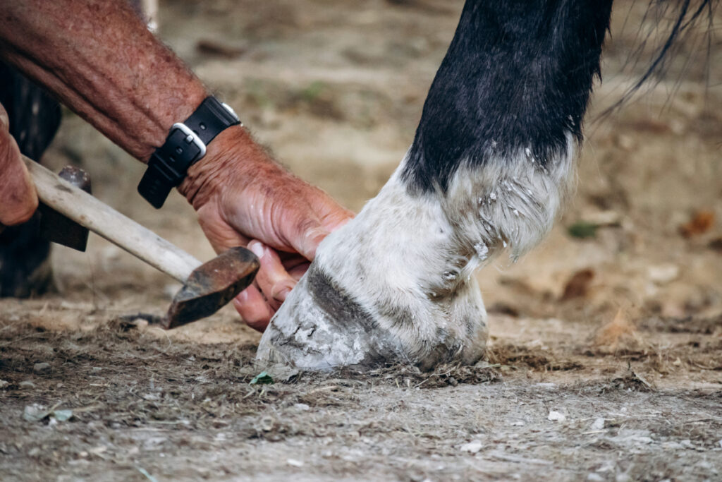 L’entretien des sabots indispensable