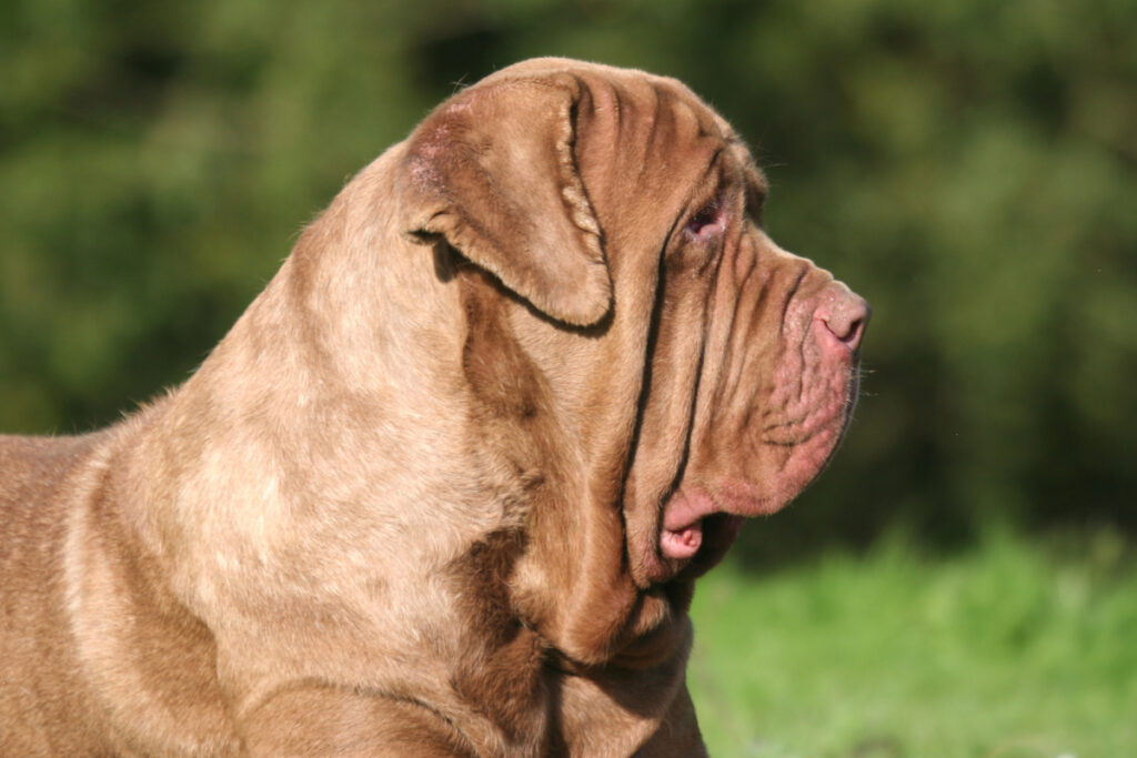 Prix et adoption responsable d’un matin de Naples