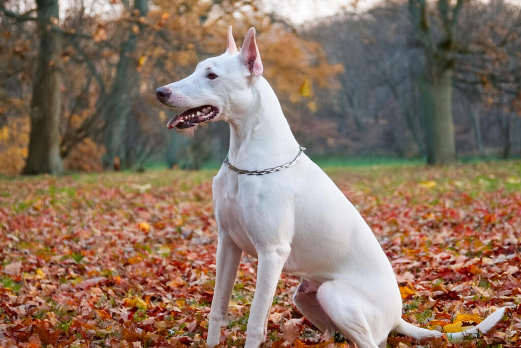 Traits physiques et comportement du doberman albinos