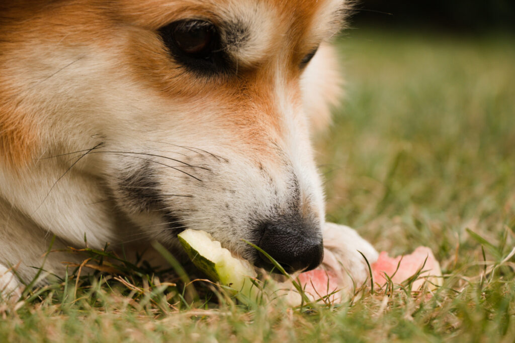 Intégrer le melon dans l'alimentation de son chien