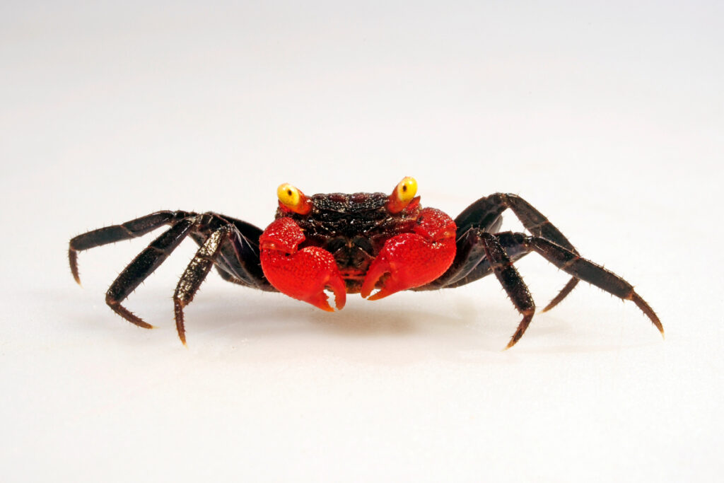 Comportement et cohabitation du crabe vampire