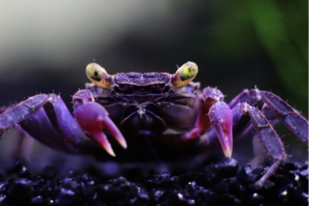 L'alimentation du crabe vampire