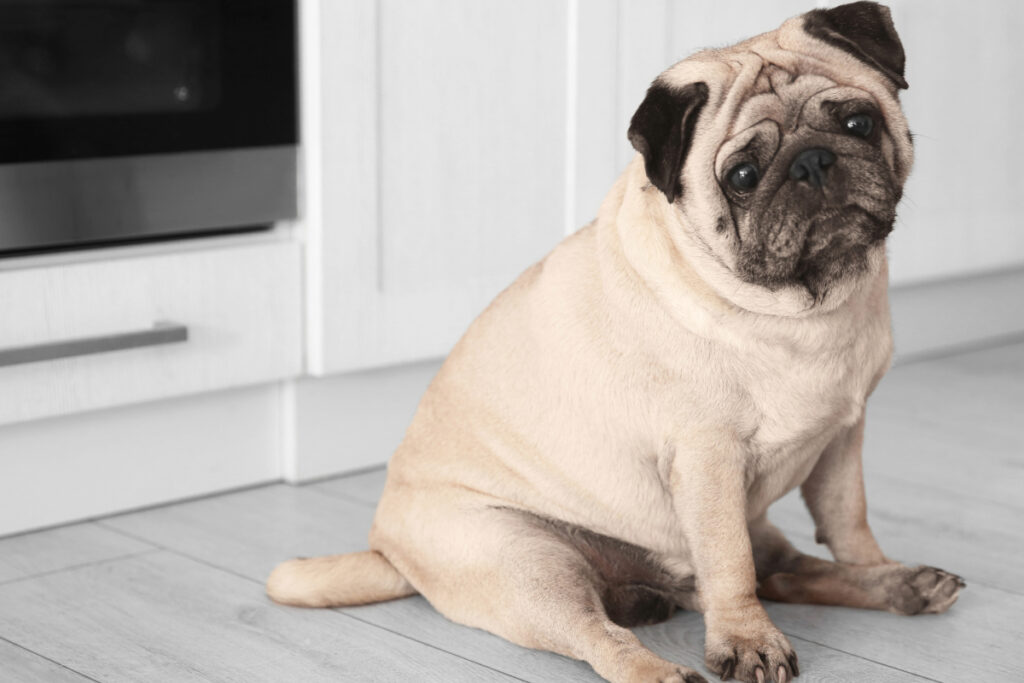 Chien qui doit éviter le melon