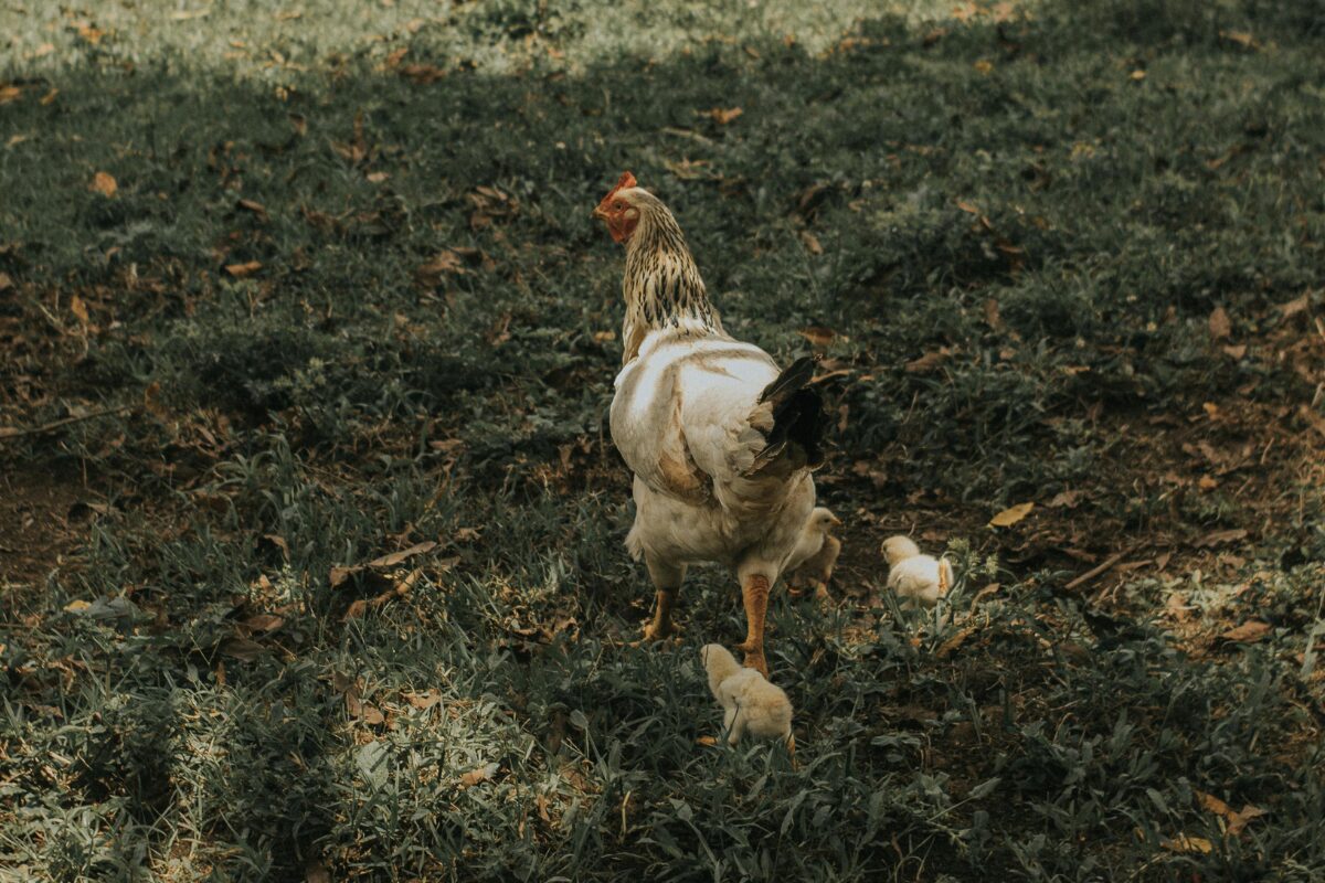 Gale des pattes chez les poules : causes et traitement - Les Animaux Du