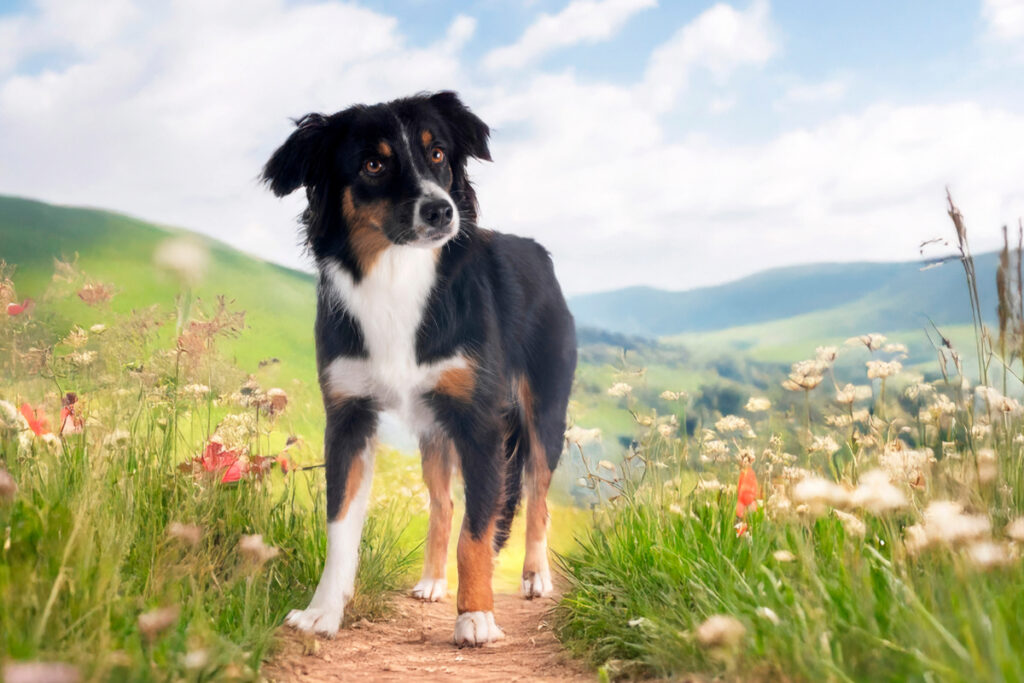 Berger Australien Miniature