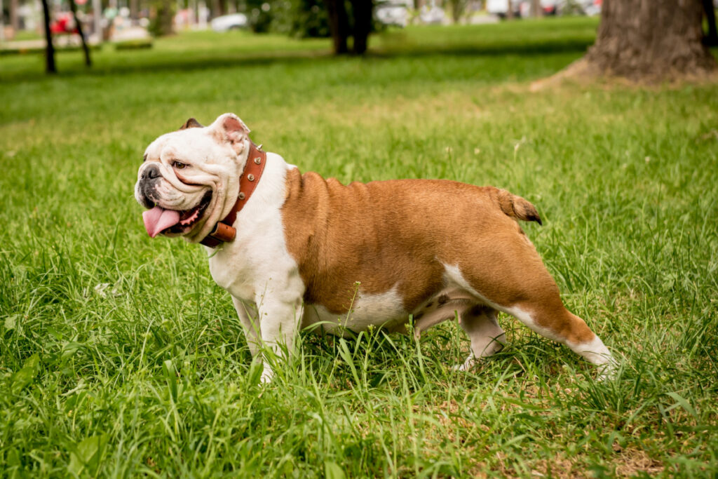 Bouledogue Anglais