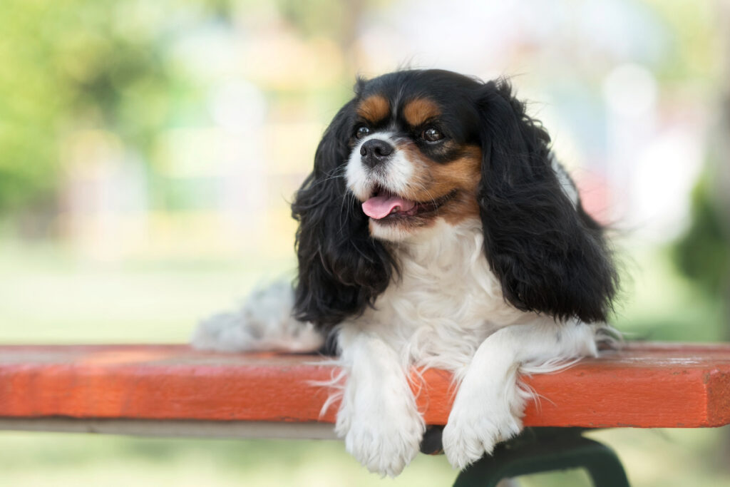 Cavalier King Charles Spaniel