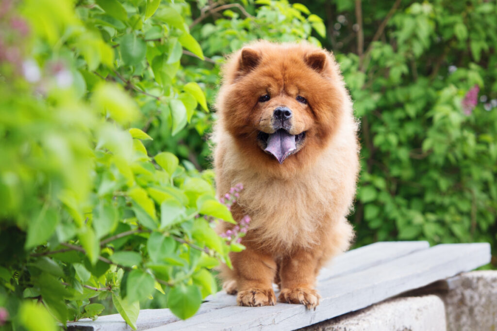 Chow Chow