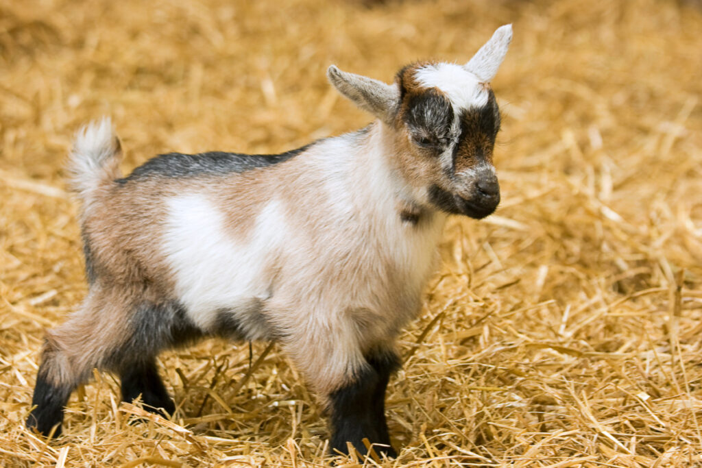 L'alimentation adaptée au chevreau de la naissance à l'âge adulte