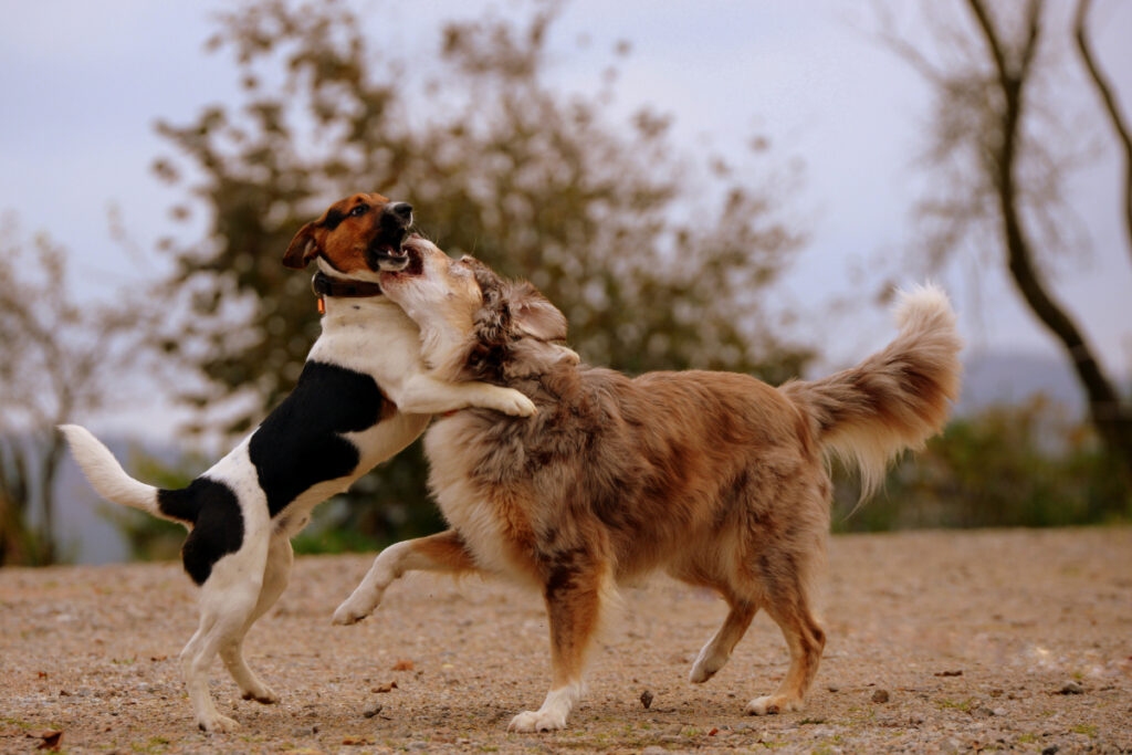 Les raisons pour lesquelles mon chien attaque mon autre chien sans raison apparente