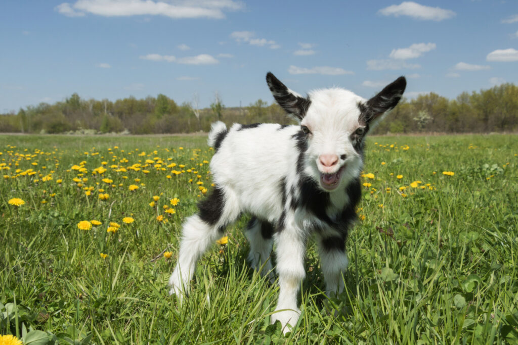 Les soins de santé indispensables pour un chevreau